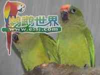 鹦鹉大全——桃额锥尾鹦鹉