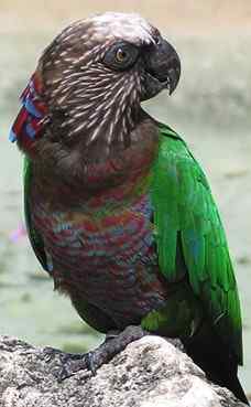 鹦鹉大全——鹰头鹦鹉