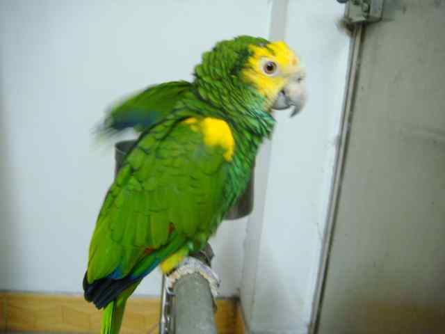 鹦鹉保育——维生素——吃的胜利法宝2