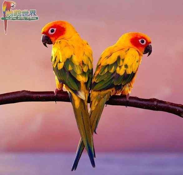 鹦鹉疾病——Moxidectin（莫昔克丁、莫斯达丁）