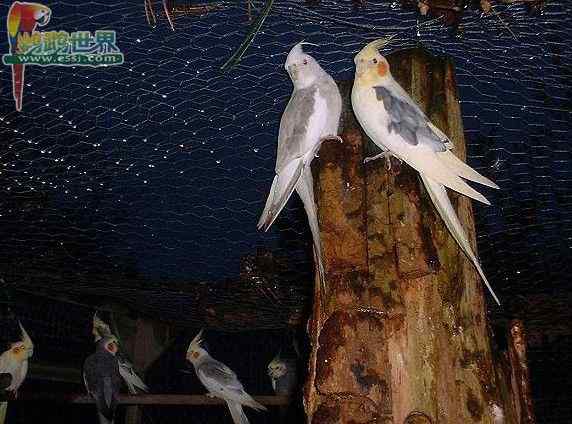 鹦鹉保育——蔬菜豆泥