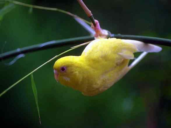 鹦鹉生活小细节