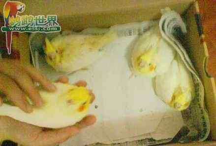 鹦鹉保育——把雏鸟从巢中移出