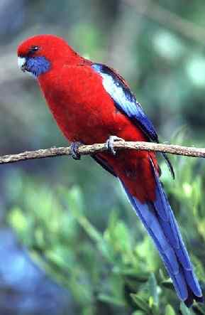 鹦鹉大全——深红玫瑰鹦鹉