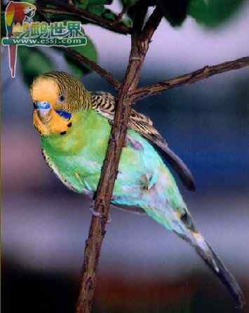 鹦鹉繁殖——如何判断和改善种鸟间的感情