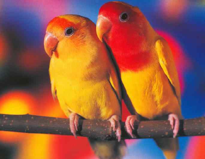 如何饲养牡丹鹦鹉