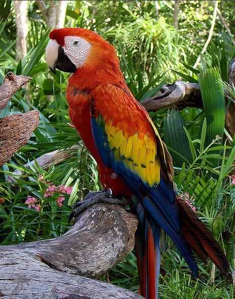 鹦鹉大全——绯红金刚鹦鹉 Scarlet Macaw