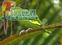 鹦鹉大全——霍夫曼氏锥尾鹦鹉