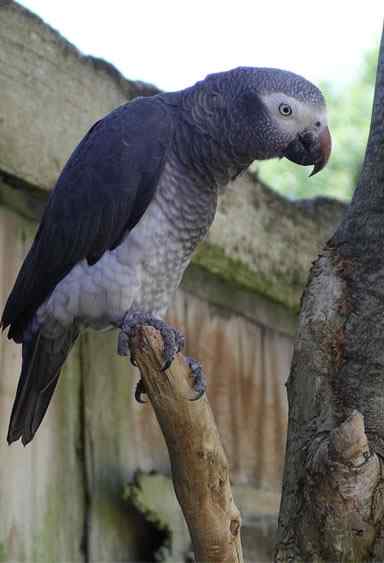 鹦鹉大全——提姆那灰鹦