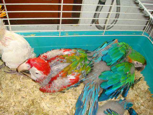 鸟友自己做的鹦鹉粮食