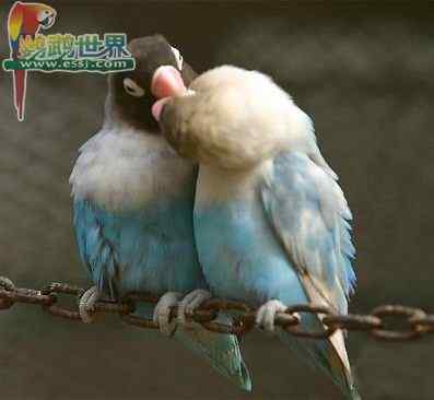 鹦鹉繁殖——怎样进行清洁和消毒