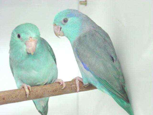 太平洋鹦鹉繁殖注意事项