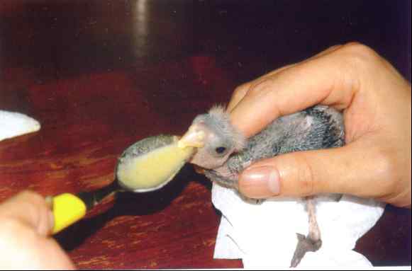 鹦鹉奶粉配方及制作方法 鹦鹉奶粉配方及制作方法