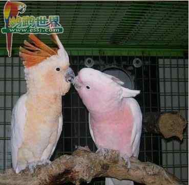 鹦鹉繁殖——蛋的内部结构