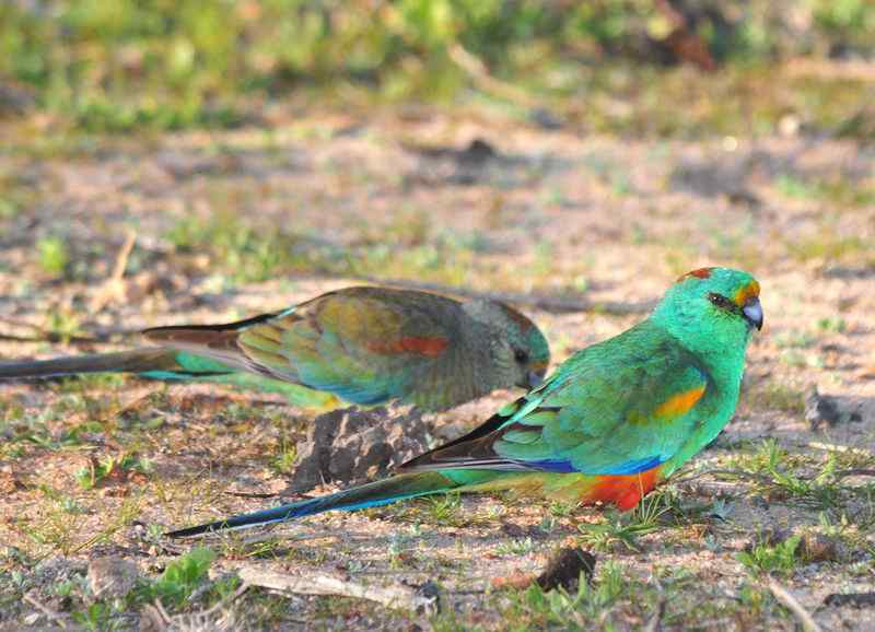 鹦鹉繁殖——养育雏鸟