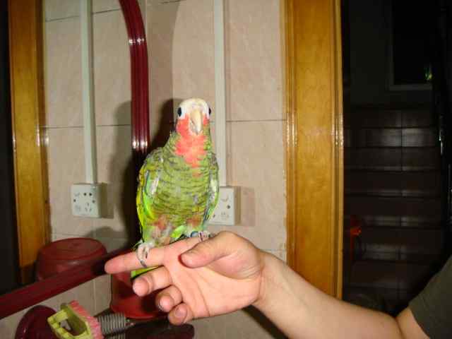 鹦鹉保育——断奶后的食物