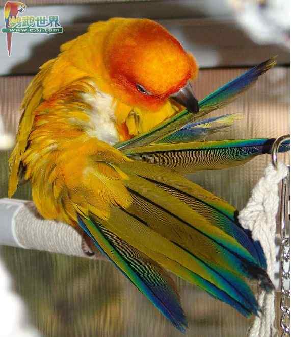 鹦鹉繁殖——孵化器和育雏室内必需的设备