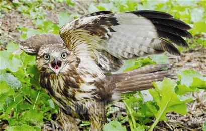 村民用强力胶捕捉老鹰被举报