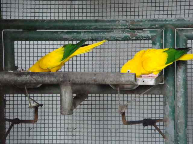 鹦鹉大全——金黄锥尾鹦鹉