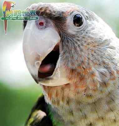 雌雄鹦鹉的生殖系统