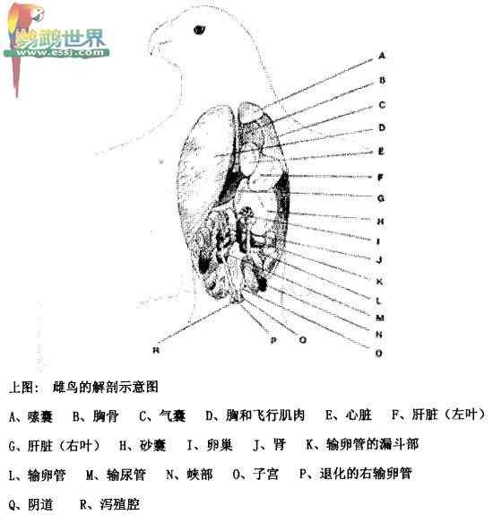 鹦鹉繁殖——孵蛋的任务