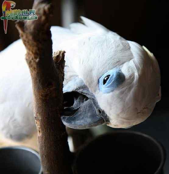 鹦鹉繁殖——消毒剂