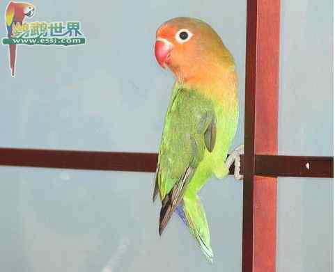 鹦鹉繁殖——检查鸟蛋和授精蛋