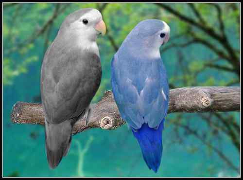 鹦鹉繁殖——爱情鸟饲养简介2