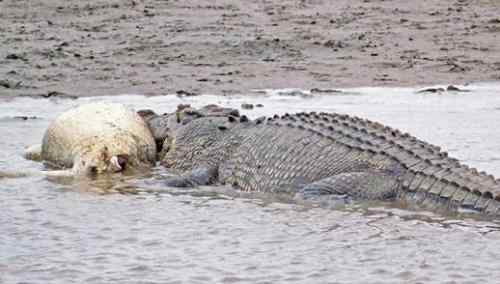 十大自相残杀的动物！