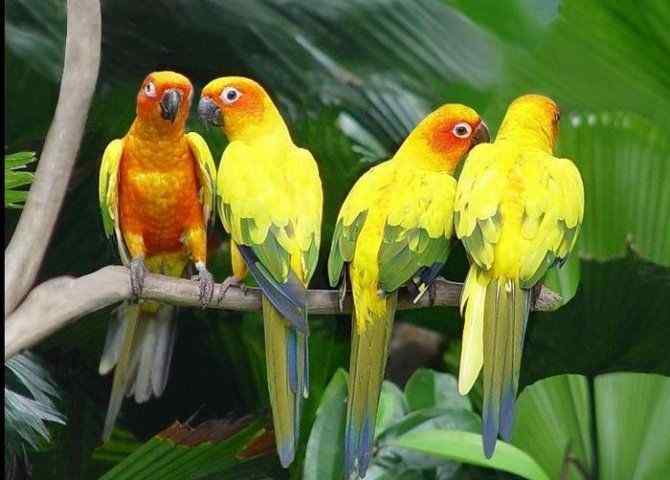 鹦鹉繁殖——挑选繁殖的种鸟