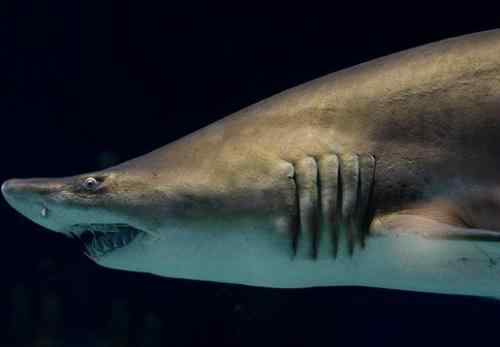 十大自相残杀的动物！