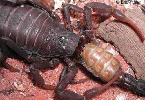 十大自相残杀的动物！