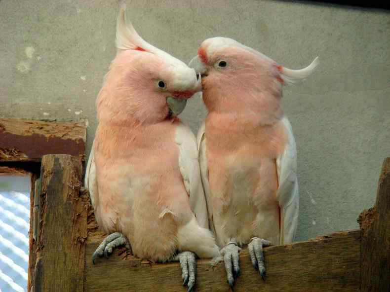 鹦鹉繁殖——上脚环的时间