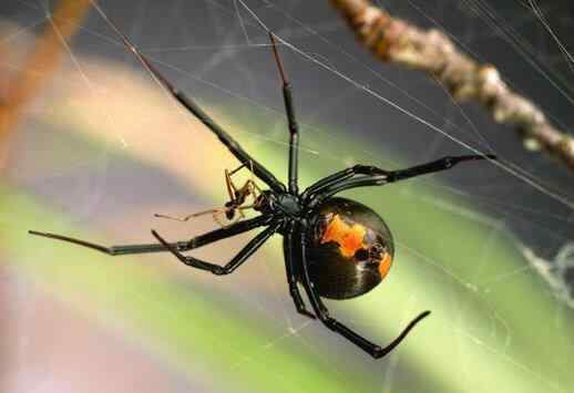 十大自相残杀的动物！