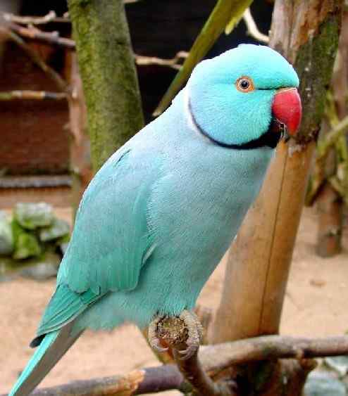 鹦鹉大全——环颈鹦鹉