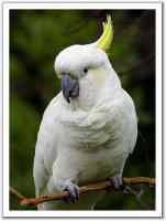 鹦鹉大全——帝汶凤头鹦鹉