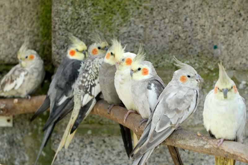 鹦鹉保育——玄凤行为(1)