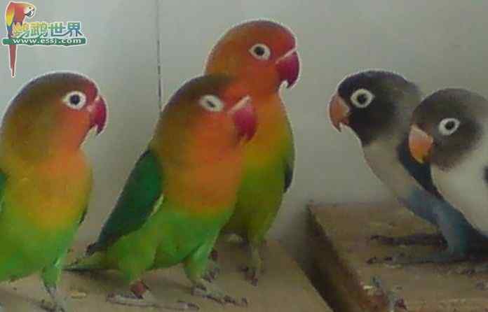 鹦鹉疾病——无传染性疾病——啄羽症