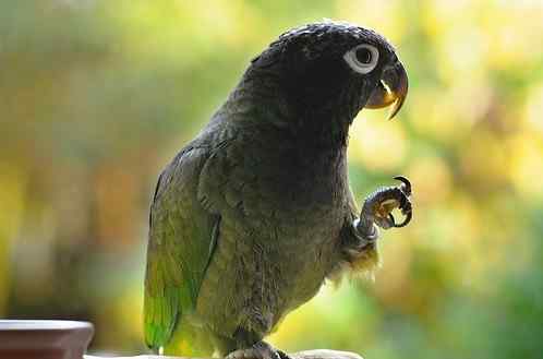 鹦鹉大全——麦瑟米伦氏鹦鹉