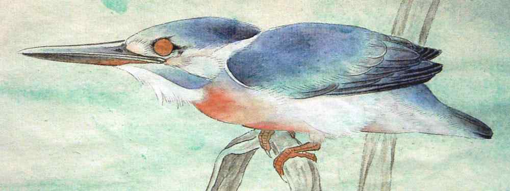 李晓明工笔画——翠鸟的画法