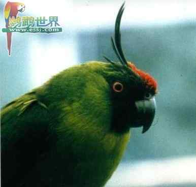 鹦鹉保育——南瓜玉米松饼(维生素A. E)