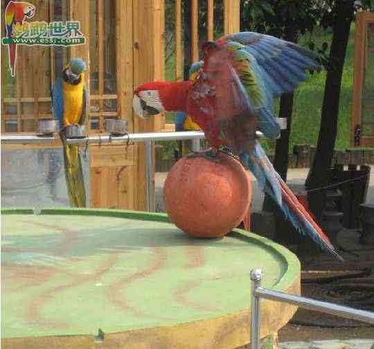 传染病——鹦鹉热