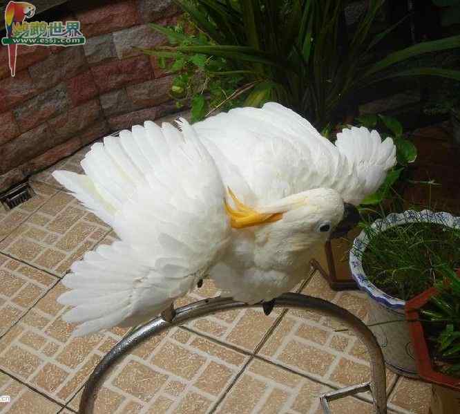 鹦鹉繁殖——孵化器中湿度的控制