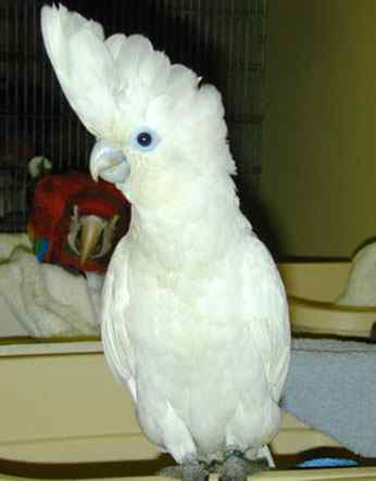 鹦鹉大全——大葵花凤头鹦鹉