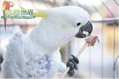 鹦鹉繁殖——中国古代的孵化方法