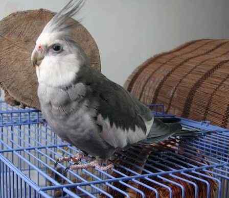 鹦鹉疾病——无传染性疾病——蛋黄溢出导致的腹膜炎  (Yolk Peritonitis)