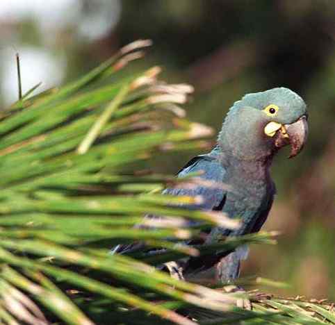鹦鹉大全——李尔氏金刚鹦鹉 Lear's Macaw