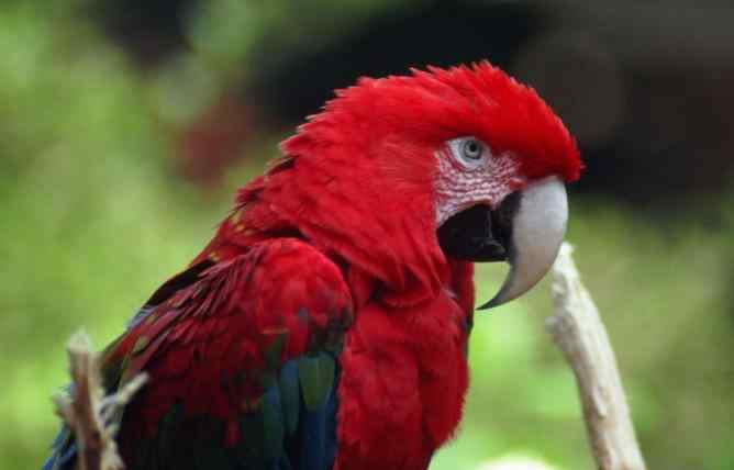 成年鹦鹉粮配方及制作办法