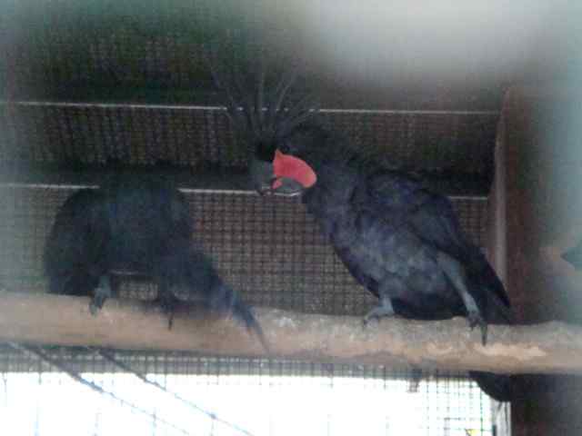 鹦鹉的自然孵化