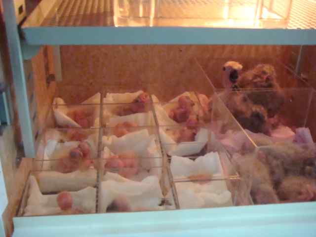 鹦鹉饲养——购鸟心得2(图文)